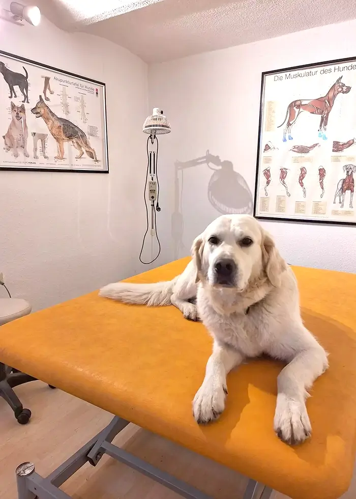 Im Behandlungszimmer sitzt ein weißer Hund auf dem Liegebett