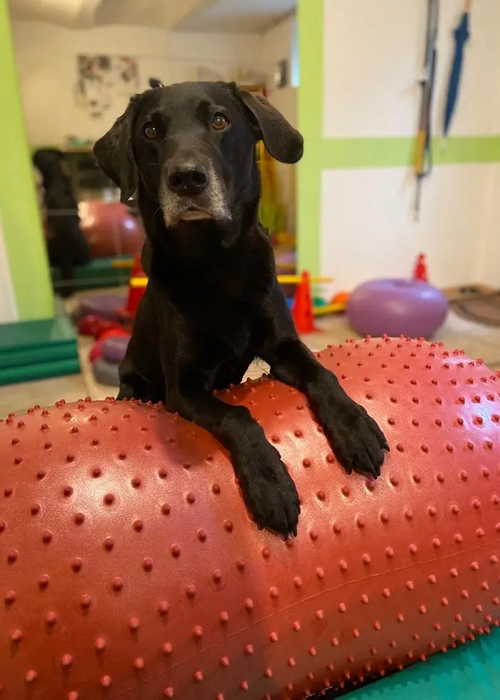 Brauner Hund in der Physiotherapie steht auf einem Balanceball