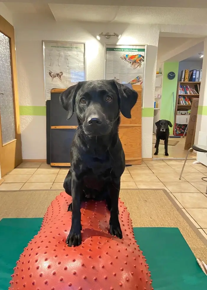 Brauner Hund in der Physiotherapie steht auf einem Balanceball