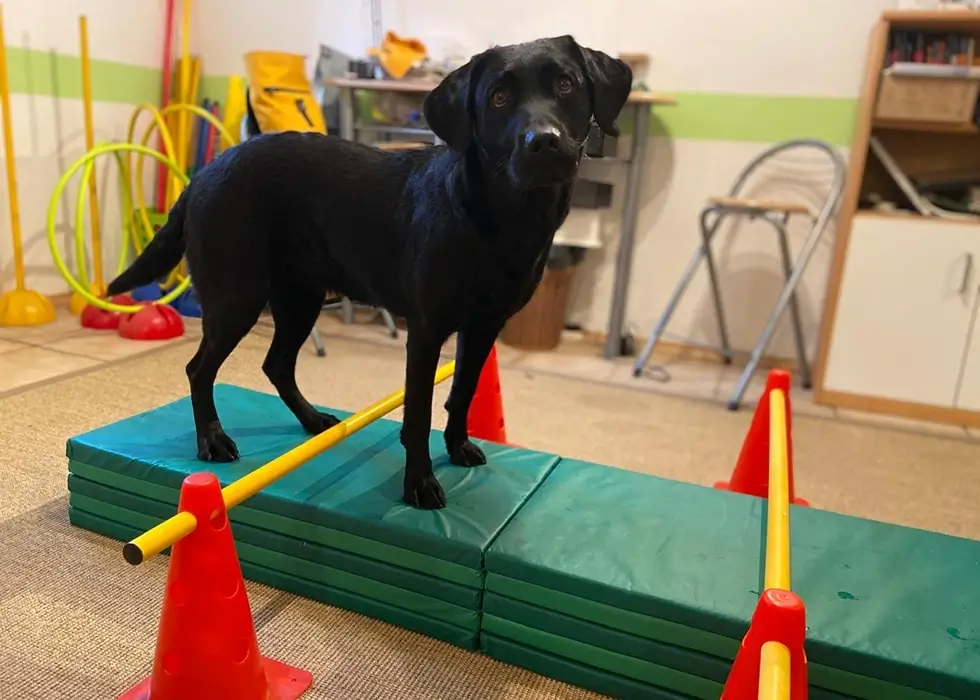 Brauner Hund balanciert über ein Hindernis in der Physiotherapie