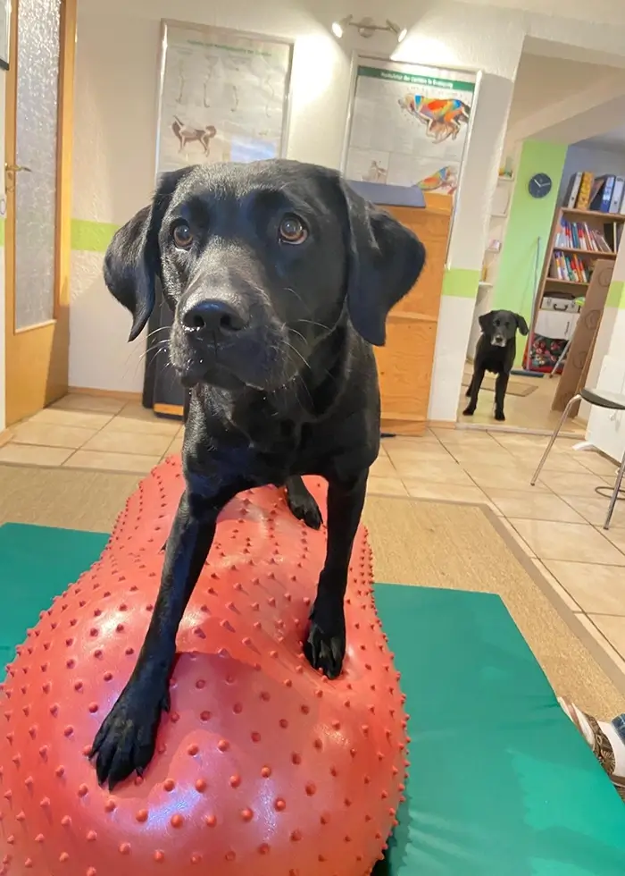 Brauner Hund in der Physiotherapie steht auf einem Balanceball