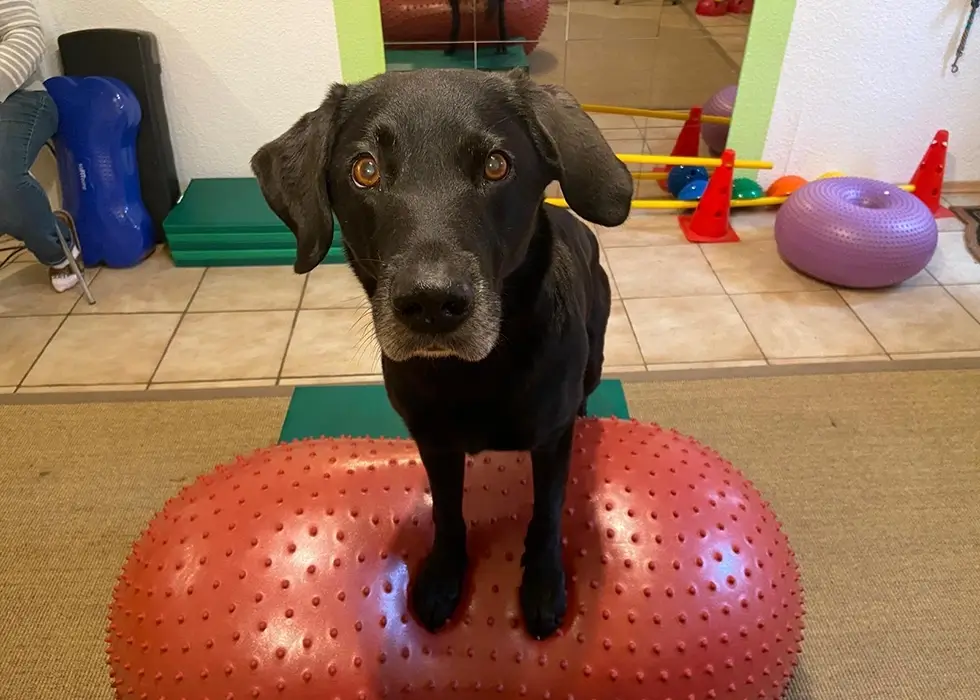 Brauner Hund in der Physiotherapie steht auf einem Balanceball