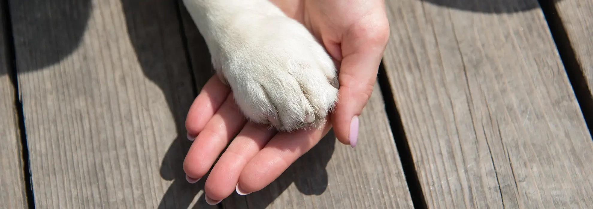 Frau hält Hundepfote in ihrer Hand