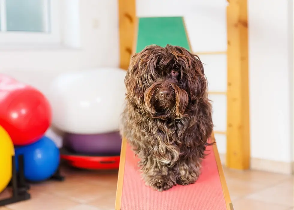 Brauner Hund in der Physiotherapie