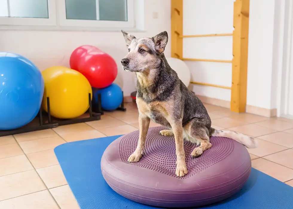 Grauer großer Hund sitzt auf einem Balancekissen in der Physiotherapie